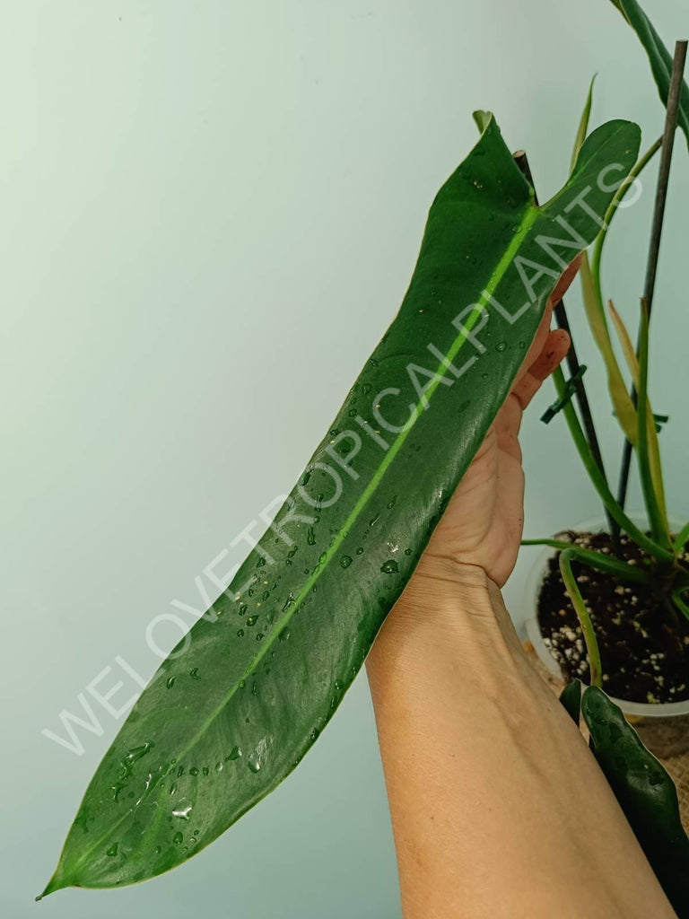 Philodendron spiritus sancti