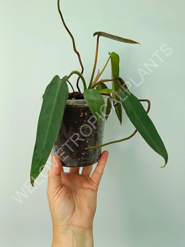 Philodendron spiritus sancti