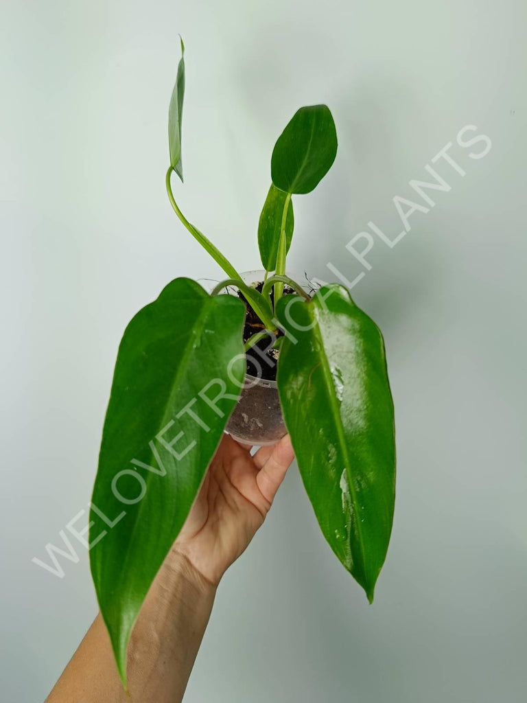 Philodendron spiritus sancti