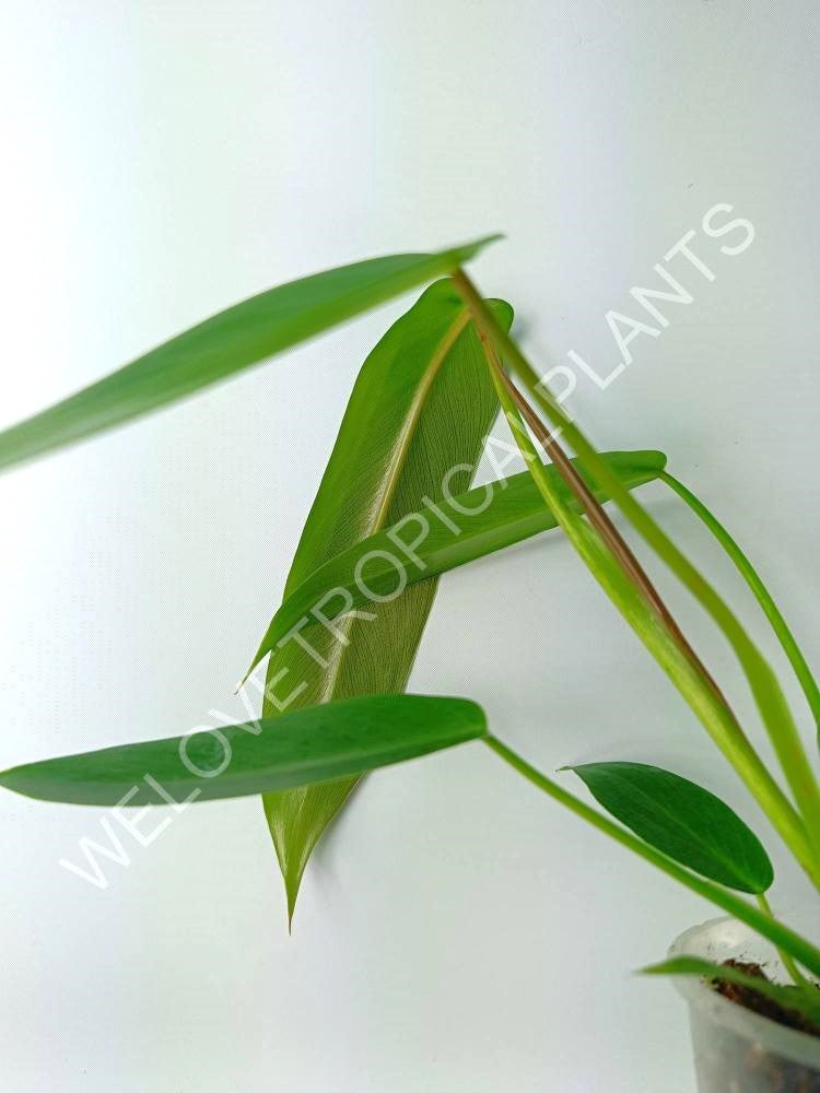philodendron price philippines Philodendron spiritus sancti (young plant)