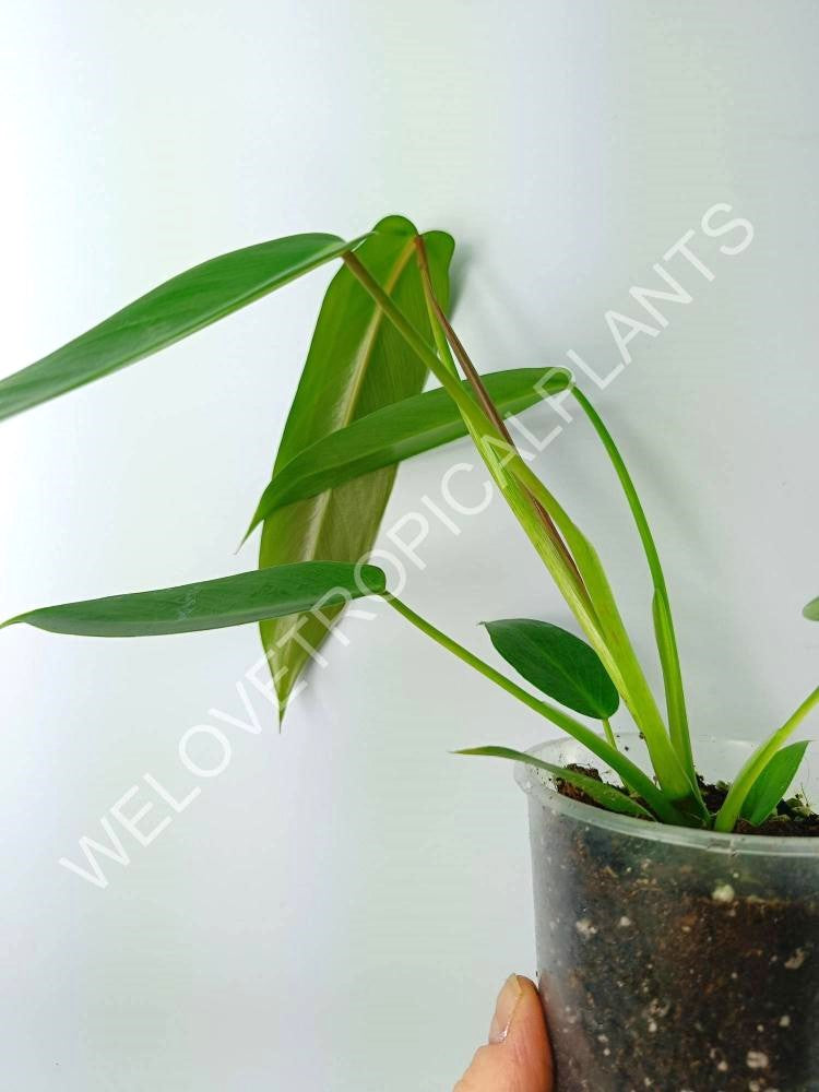 philodendron temptation plant Philodendron spiritus sancti (young plant)