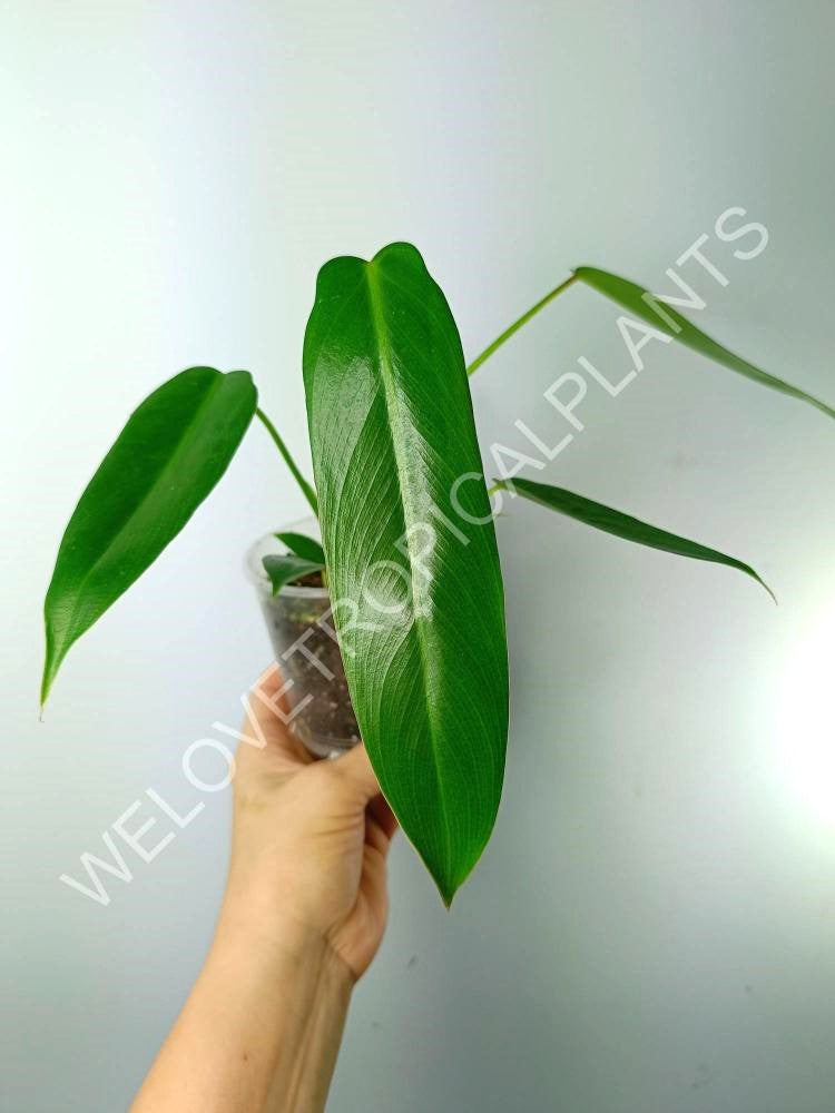 philodendron spiritus sancti plant Philodendron spiritus sancti (young plant)