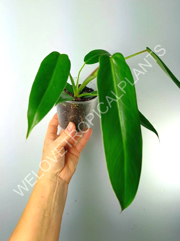 philodendron temptation plant Philodendron spiritus sancti (young plant)