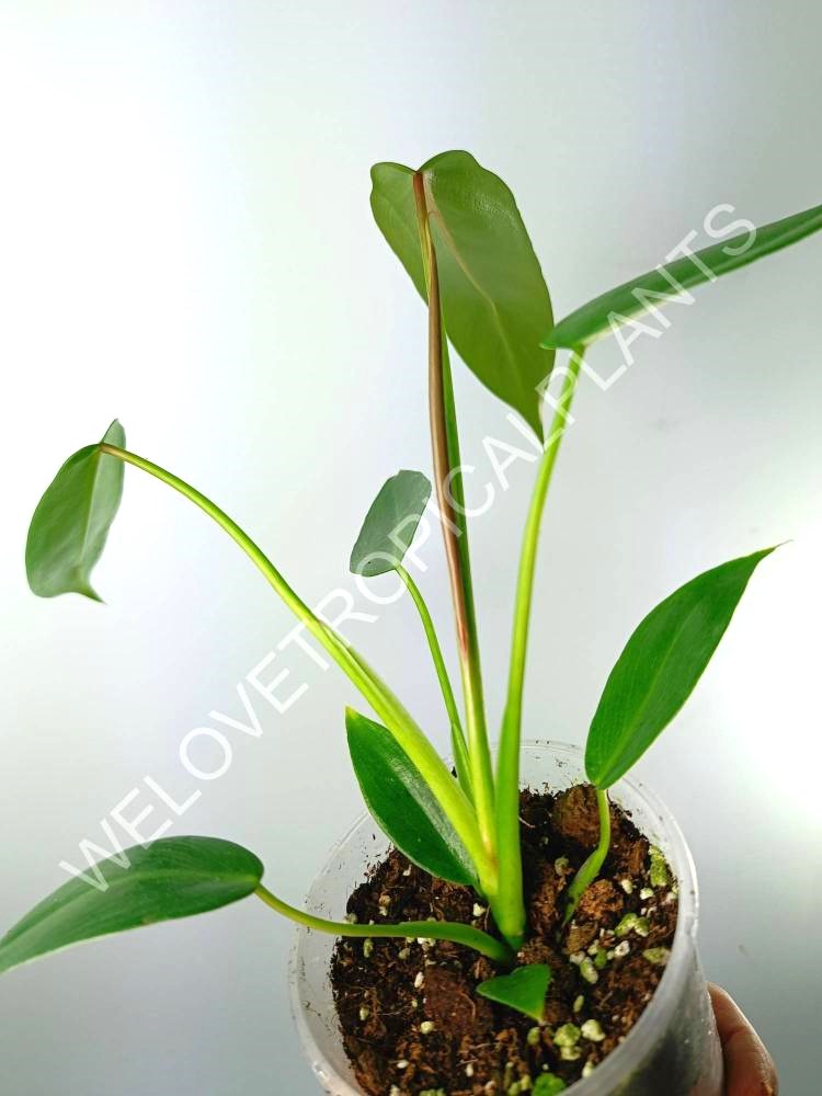 Philodendron spiritus sancti 