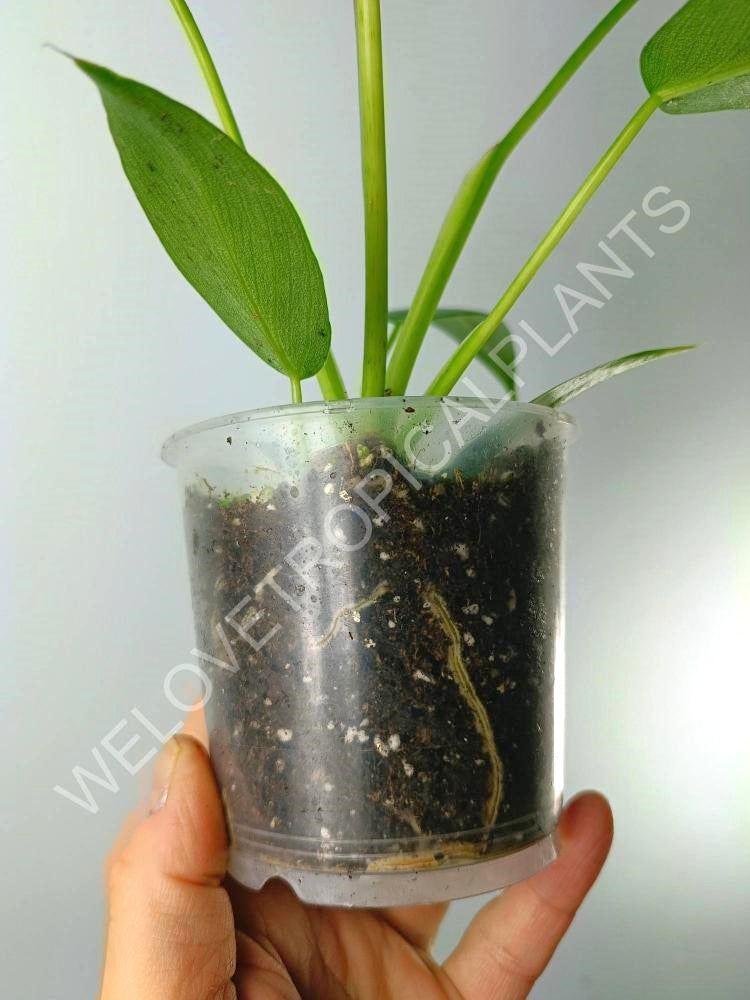 tiny philodendron Philodendron spiritus sancti (young plant)