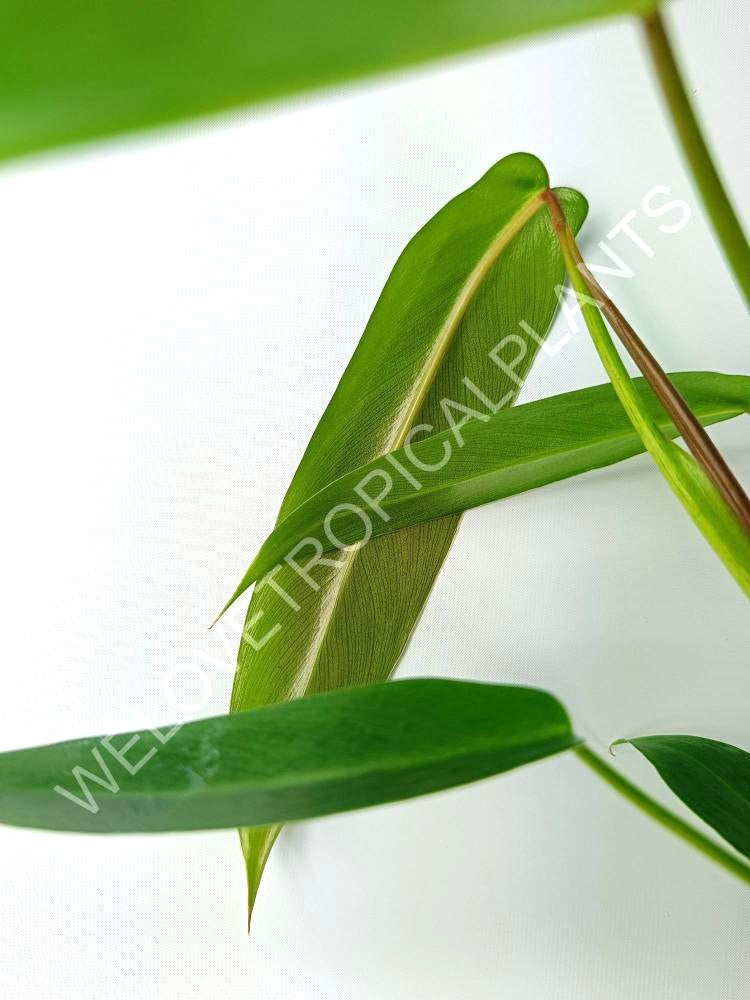 Philodendron spiritus sancti 