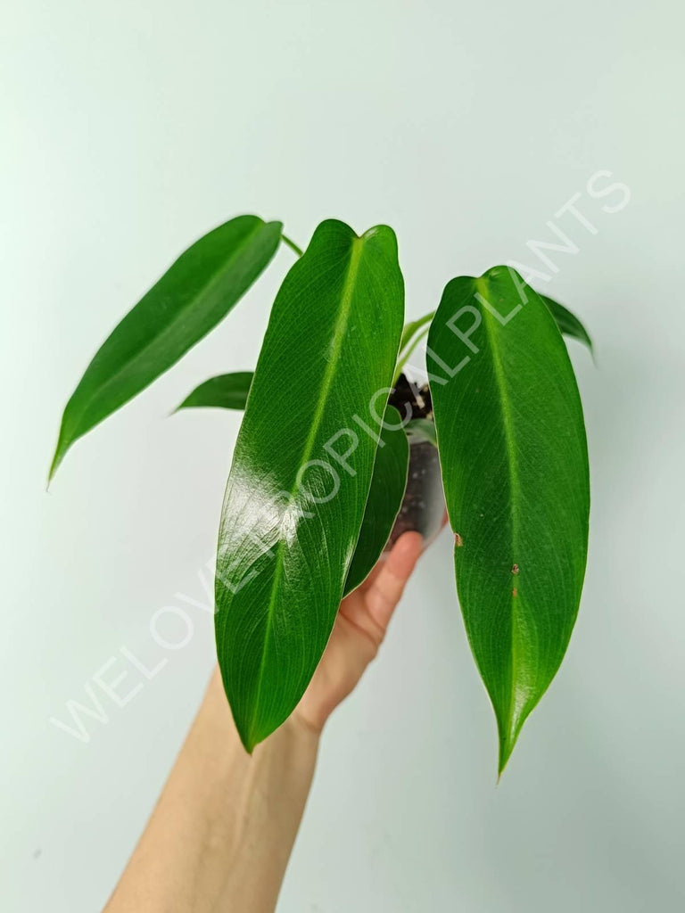 Philodendron spiritus sancti