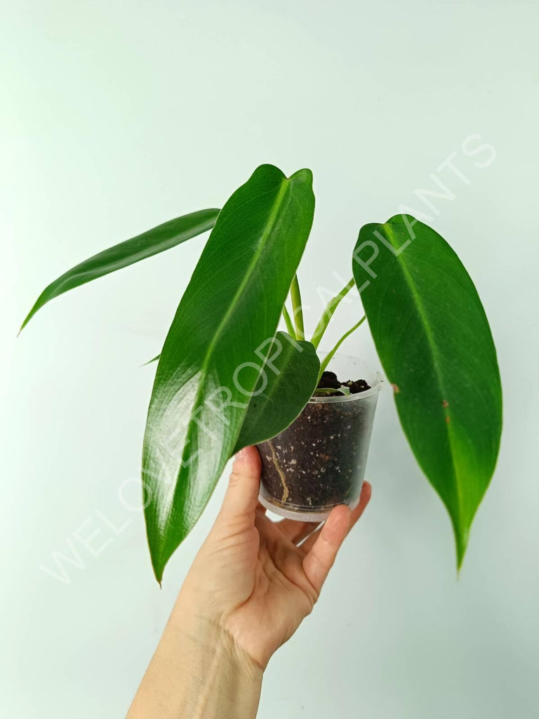 Philodendron spiritus sancti