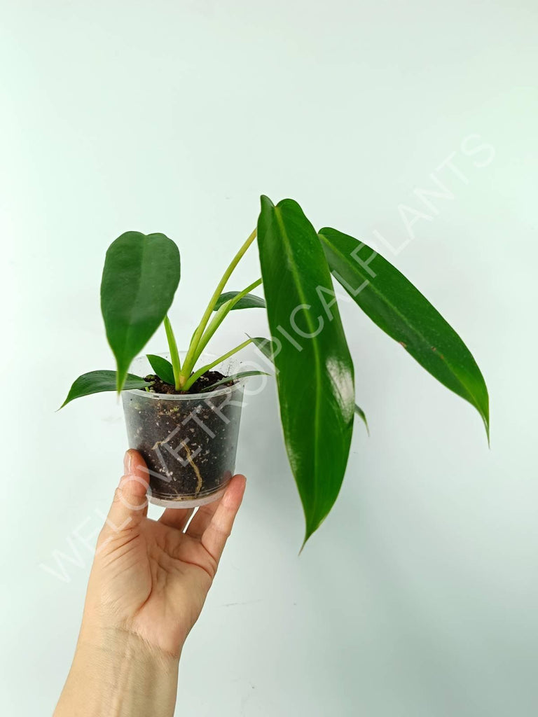 Philodendron spiritus sancti