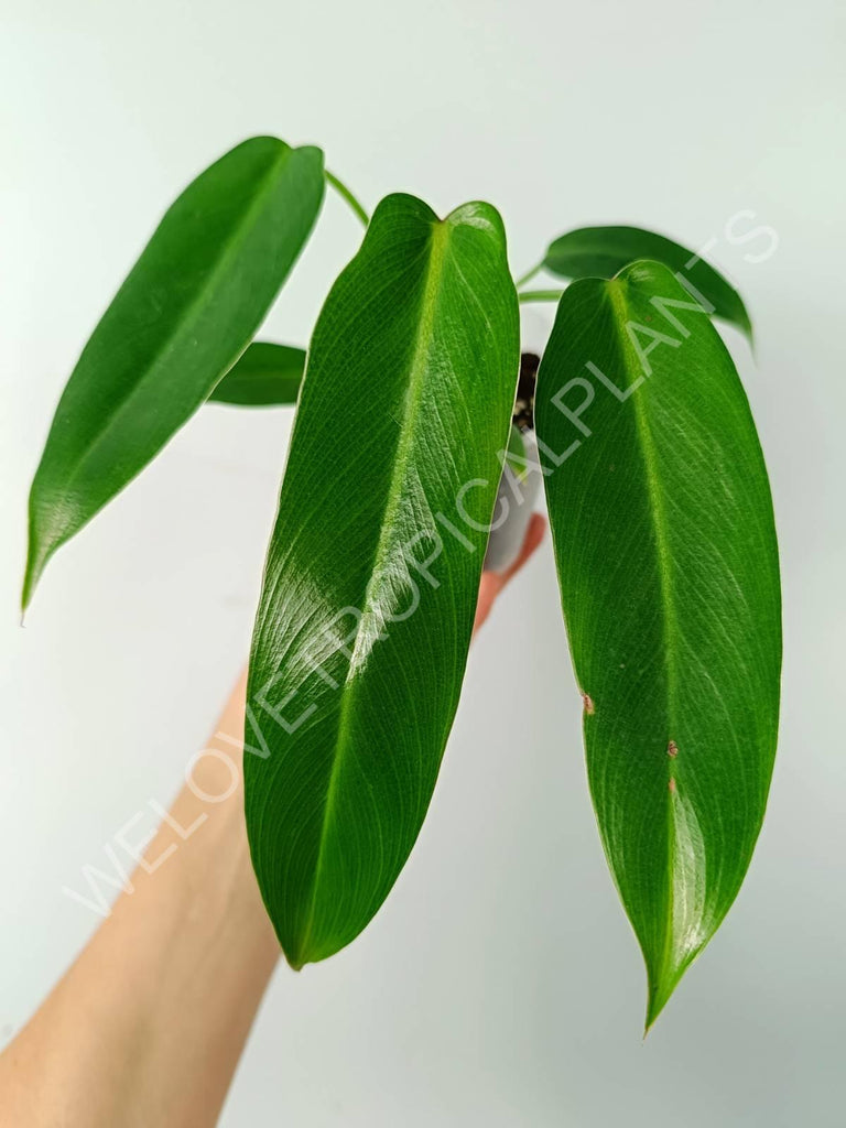 Philodendron spiritus sancti