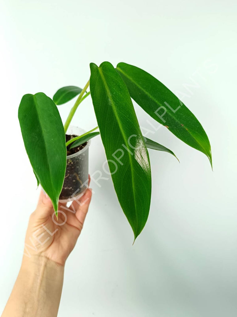 Philodendron spiritus sancti