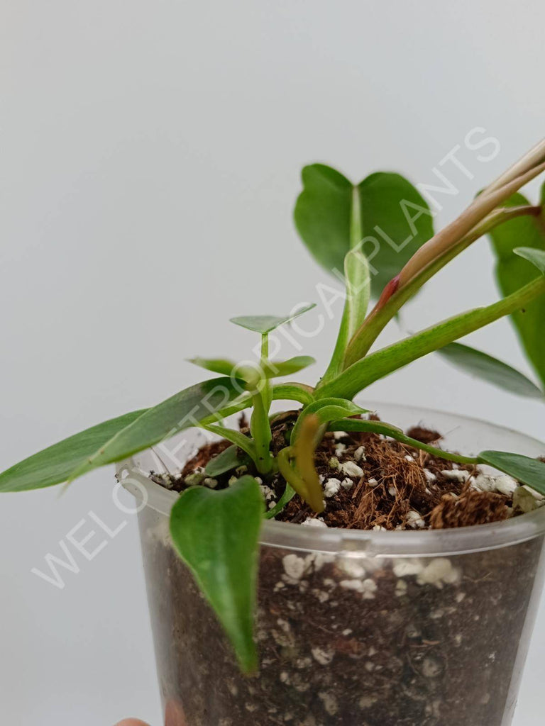 Philodendron spiritus sancti