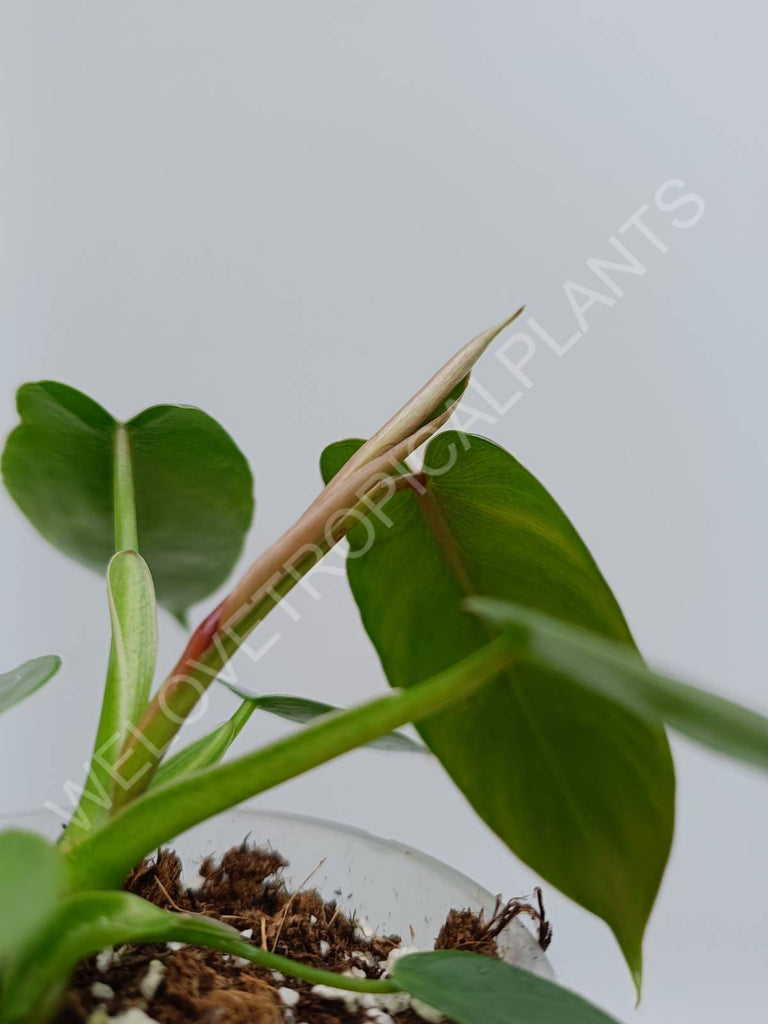 Philodendron spiritus sancti