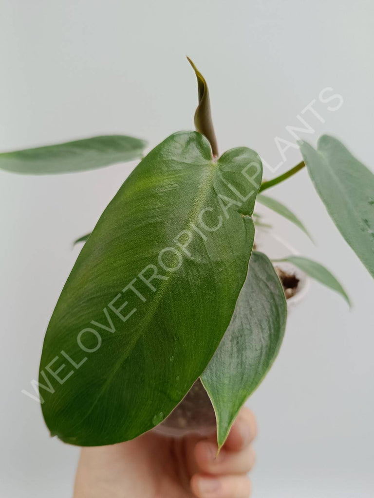 Philodendron spiritus sancti