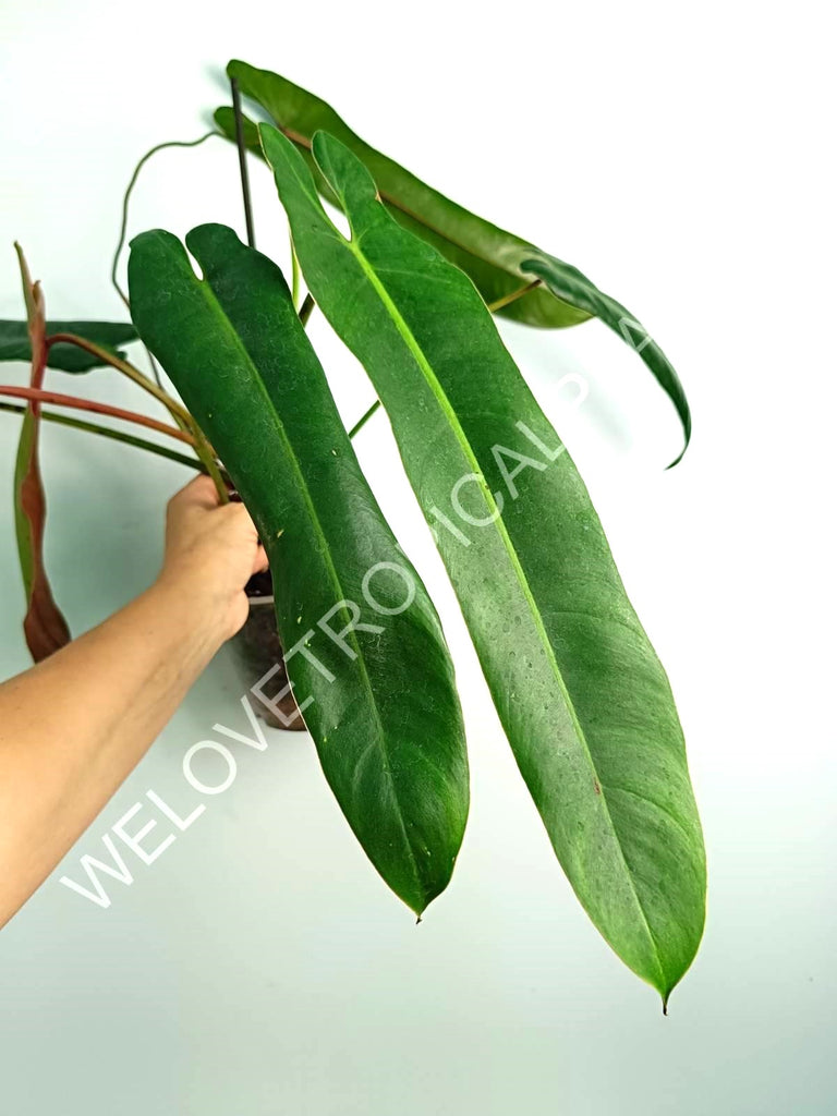 Philodendron spiritus sancti