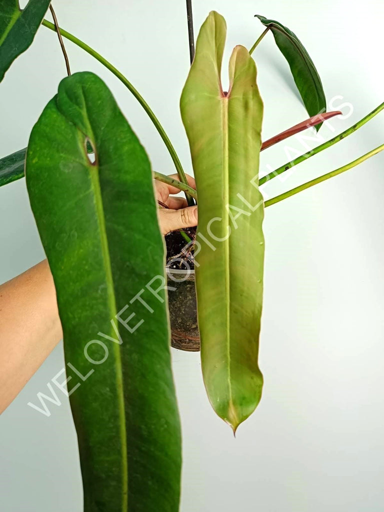 Philodendron spiritus sancti