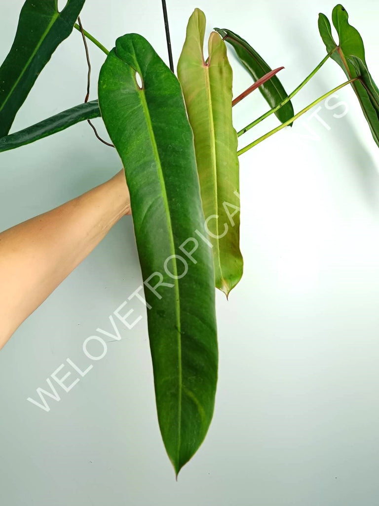 Philodendron spiritus sancti