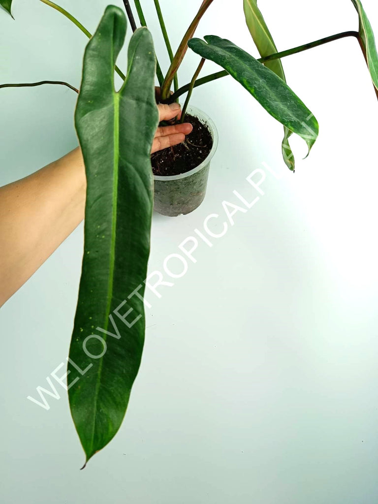 Philodendron spiritus sancti