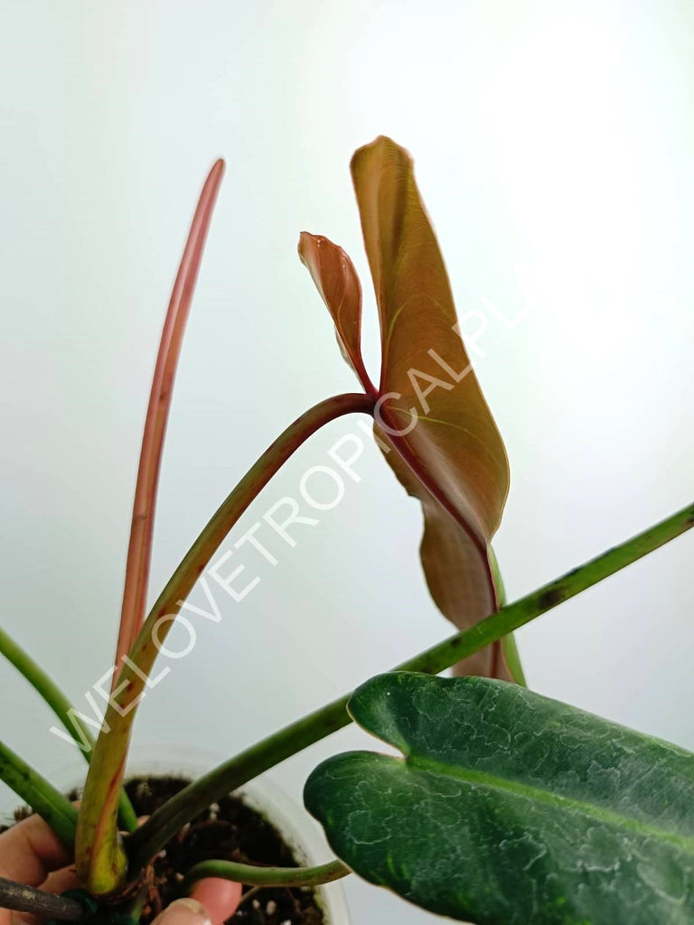 Philodendron spiritus sancti