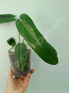 Philodendron spiritus sancti