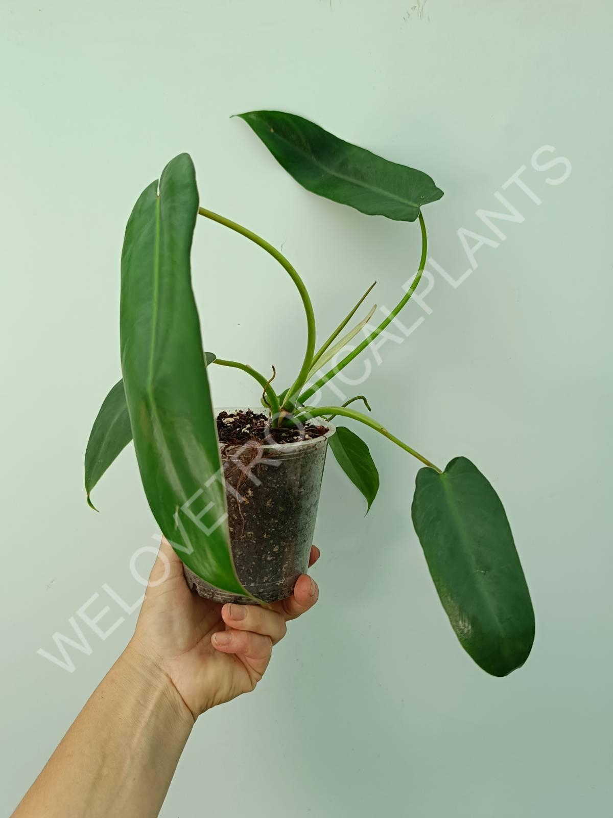 Philodendron spiritus sancti