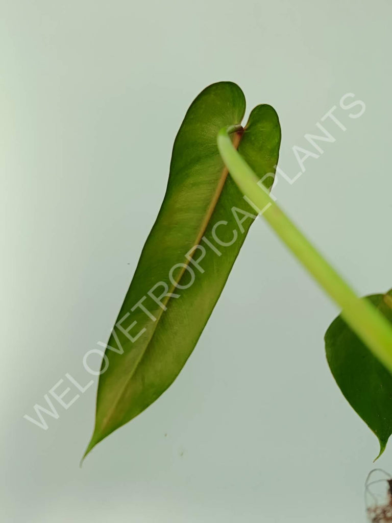 Philodendron spiritus sancti