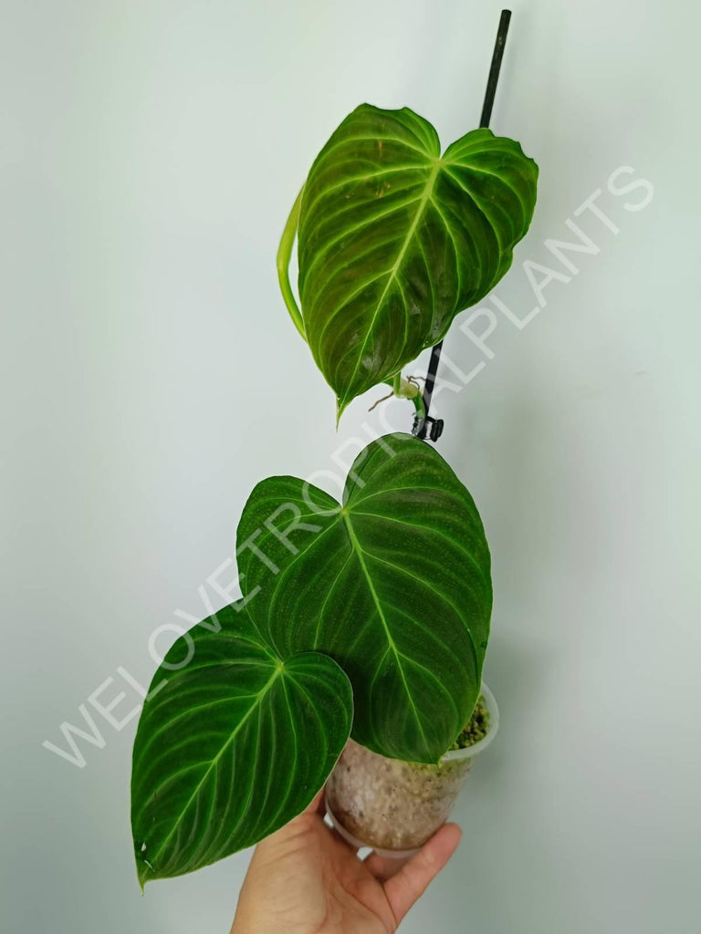 Philodendron splendid