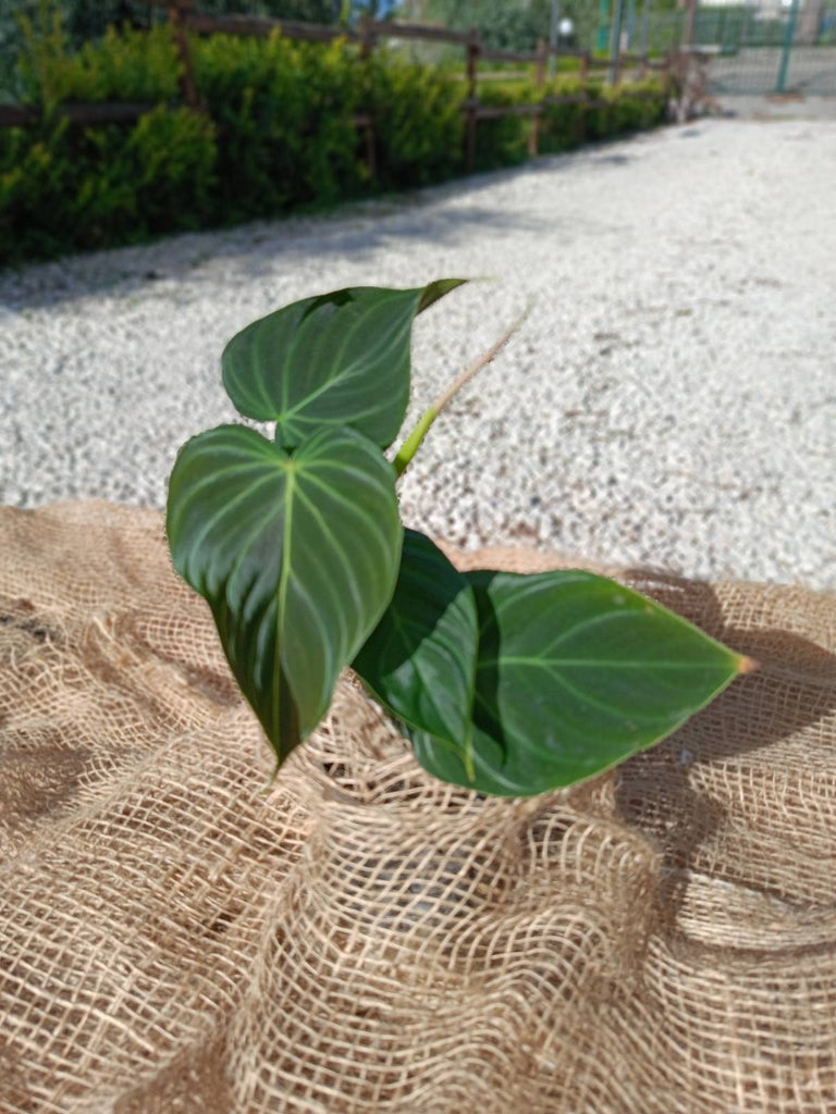 Philodendron splendid for FREE