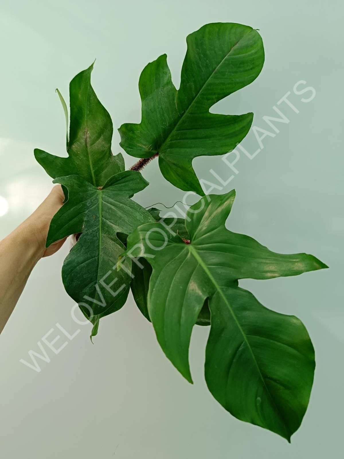 Philodendron squamiferum