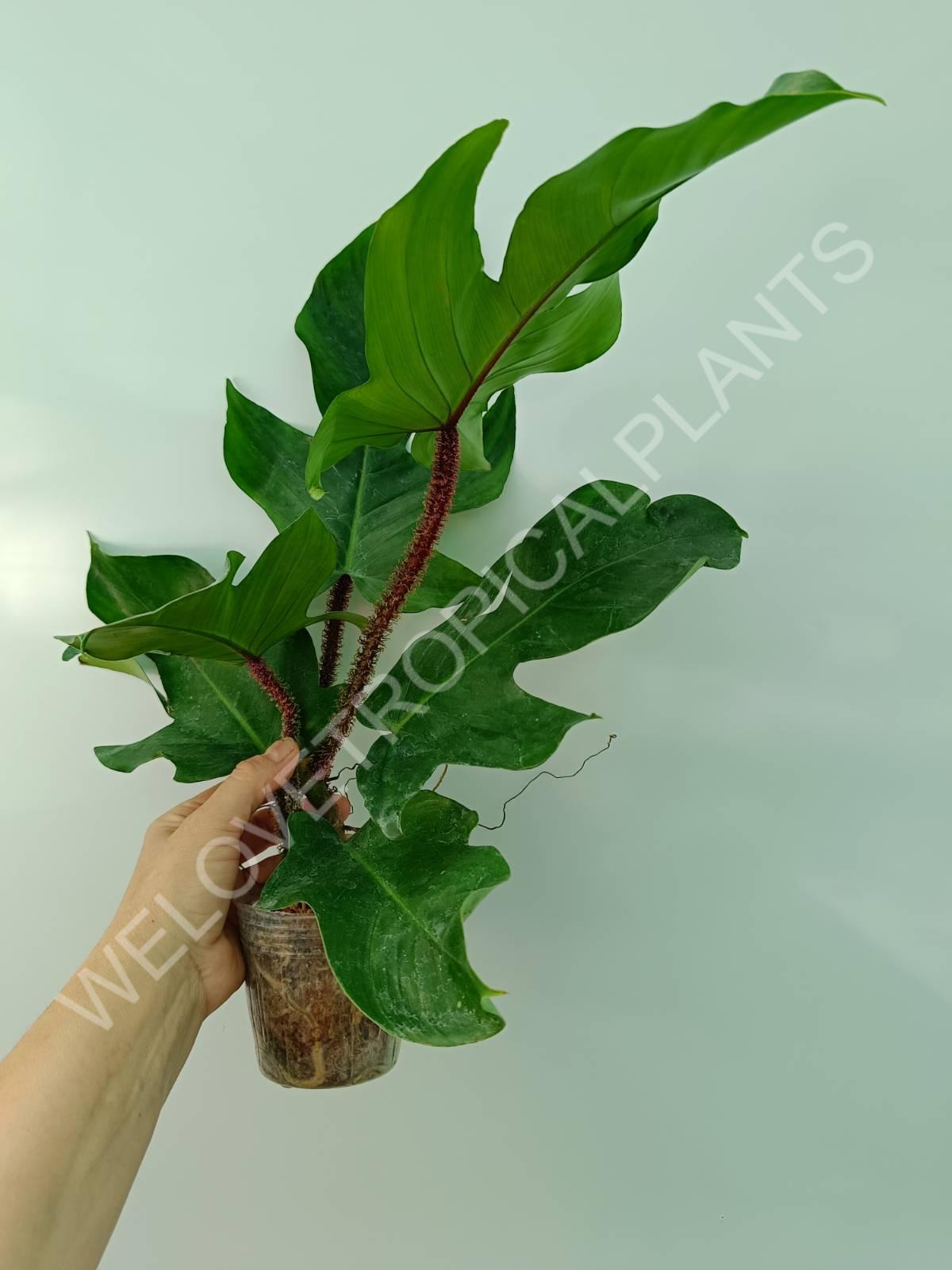 Philodendron squamiferum