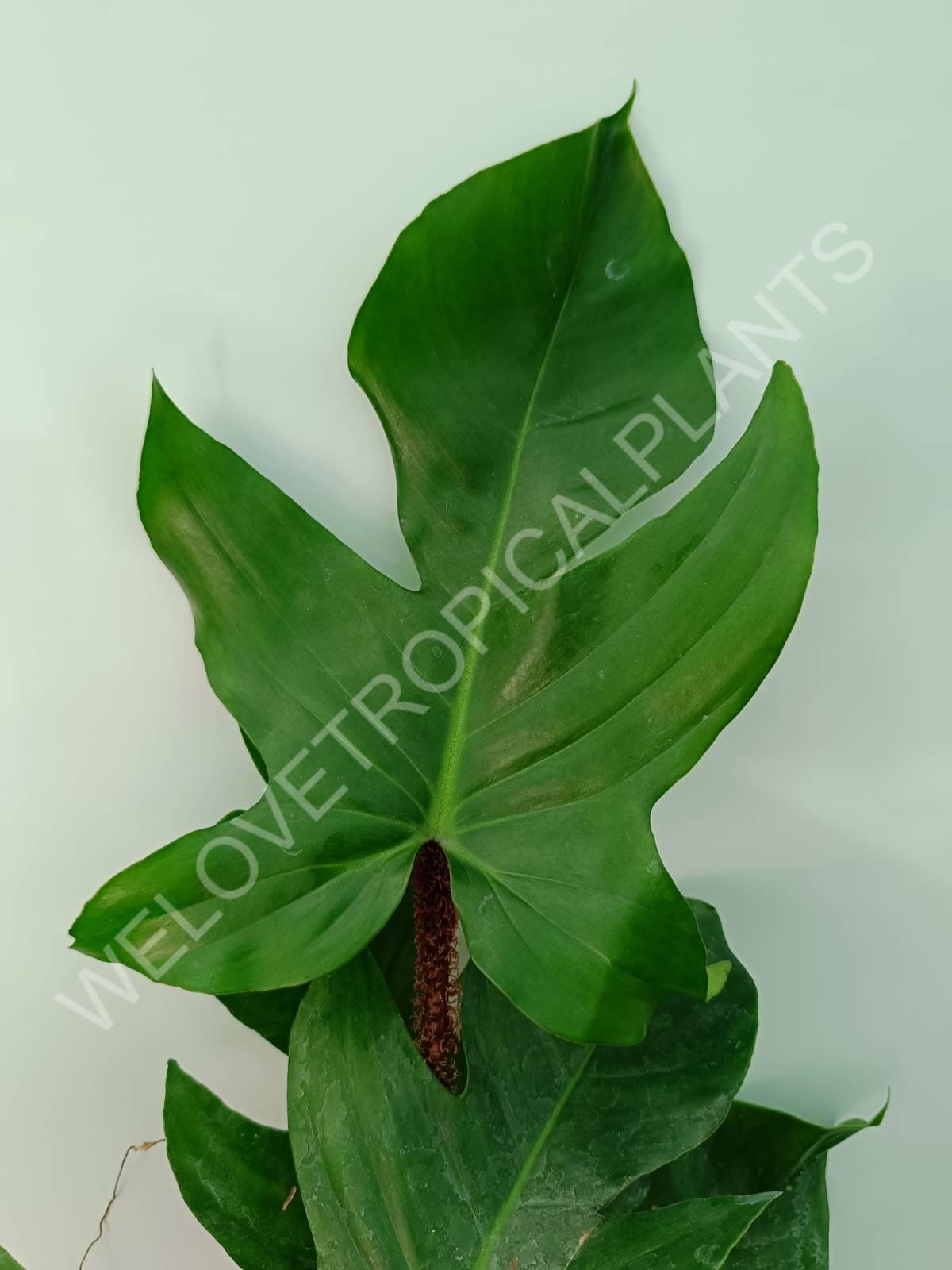 Philodendron squamiferum
