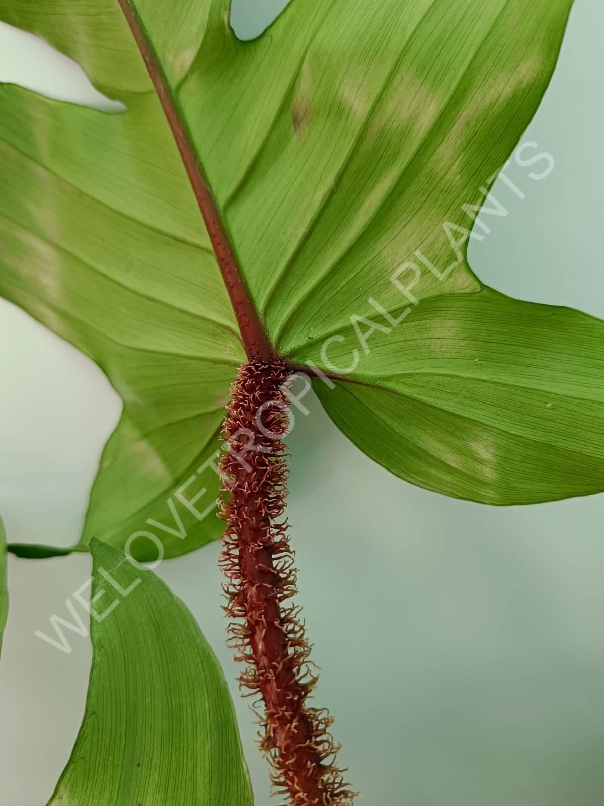 Philodendron squamiferum