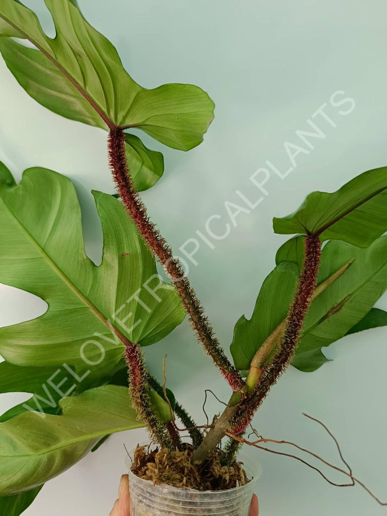 Philodendron squamiferum