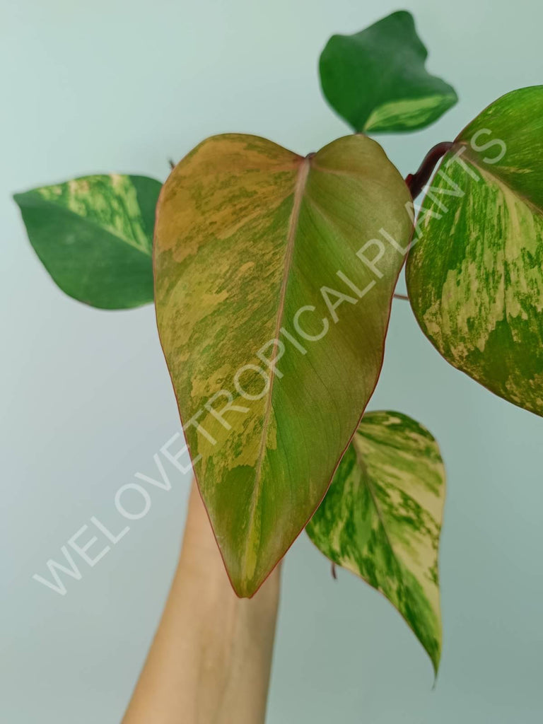 Philodendron strawberry shake variegata