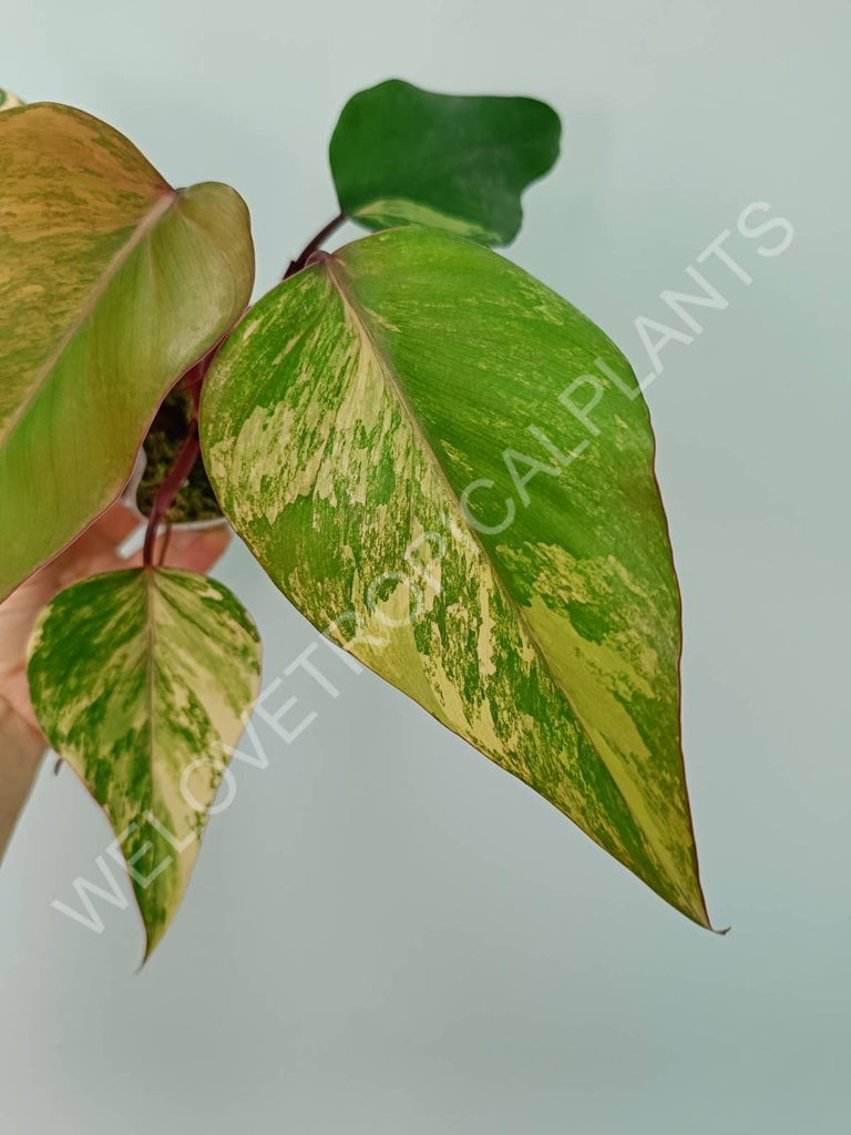 Philodendron strawberry shake variegata