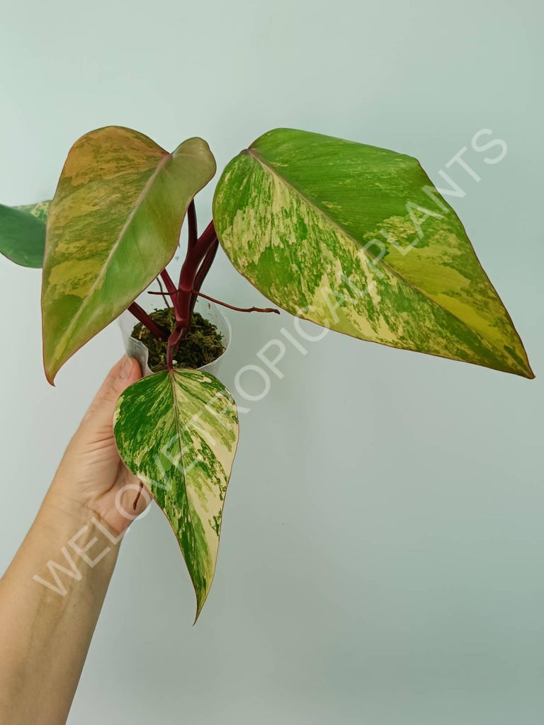 Philodendron strawberry shake variegata