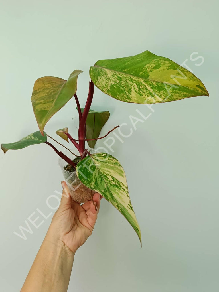 Philodendron strawberry shake variegata