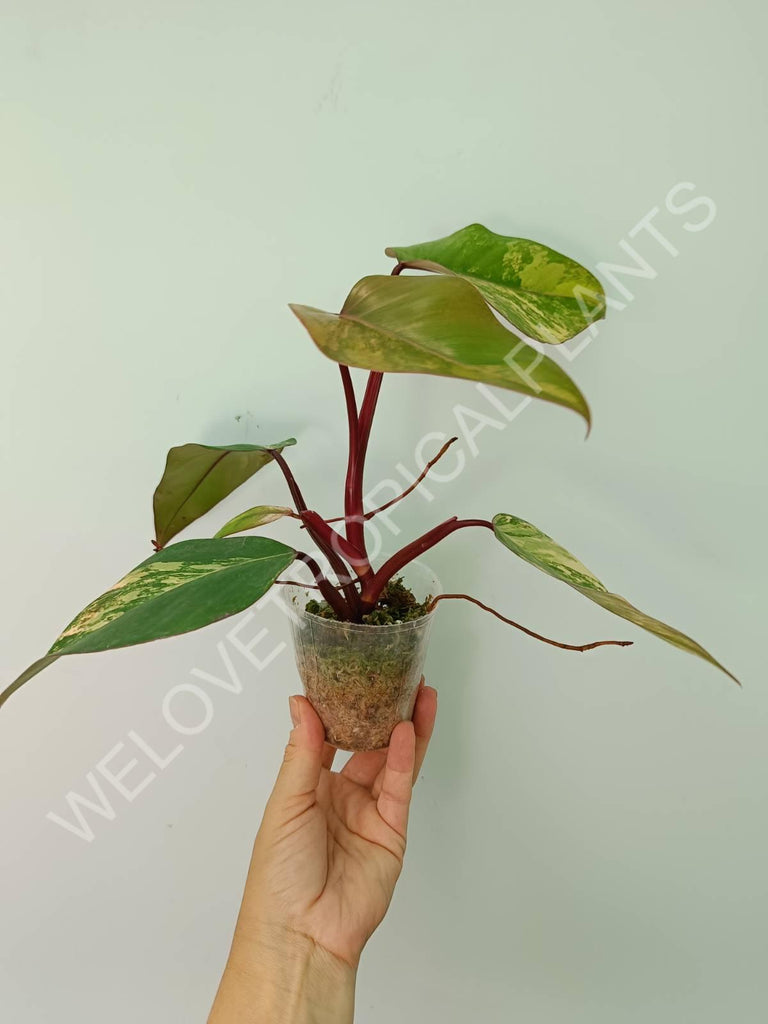 Philodendron strawberry shake variegata