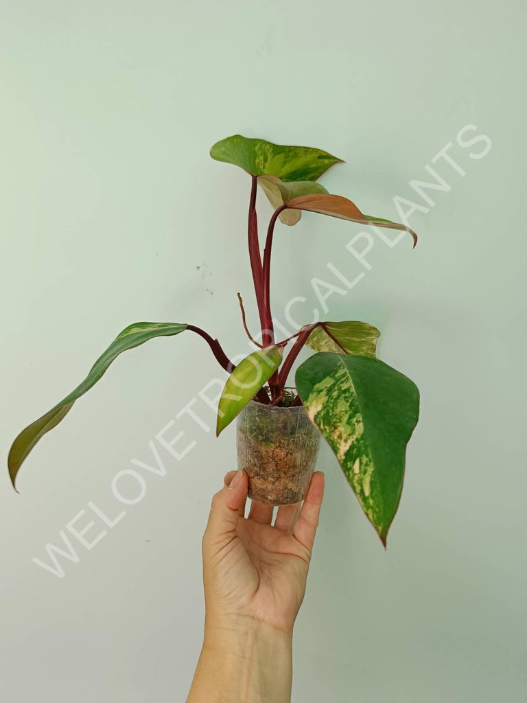 Philodendron strawberry shake variegata