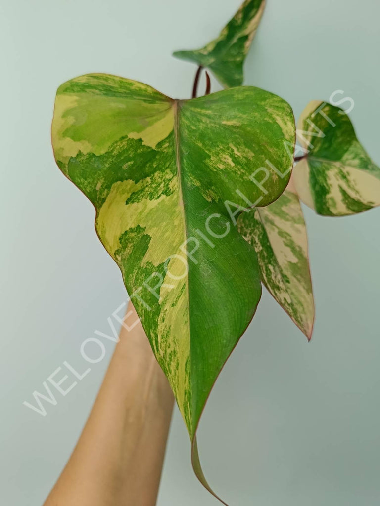 Philodendron strawberry shake variegata