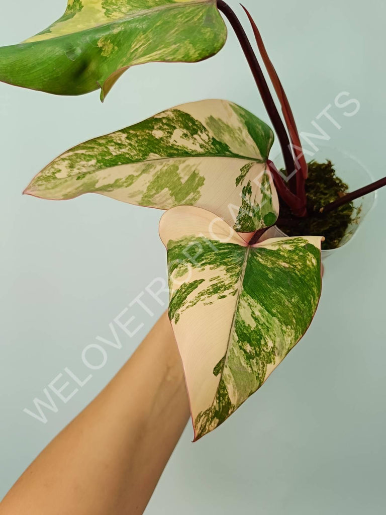 Philodendron strawberry shake variegata