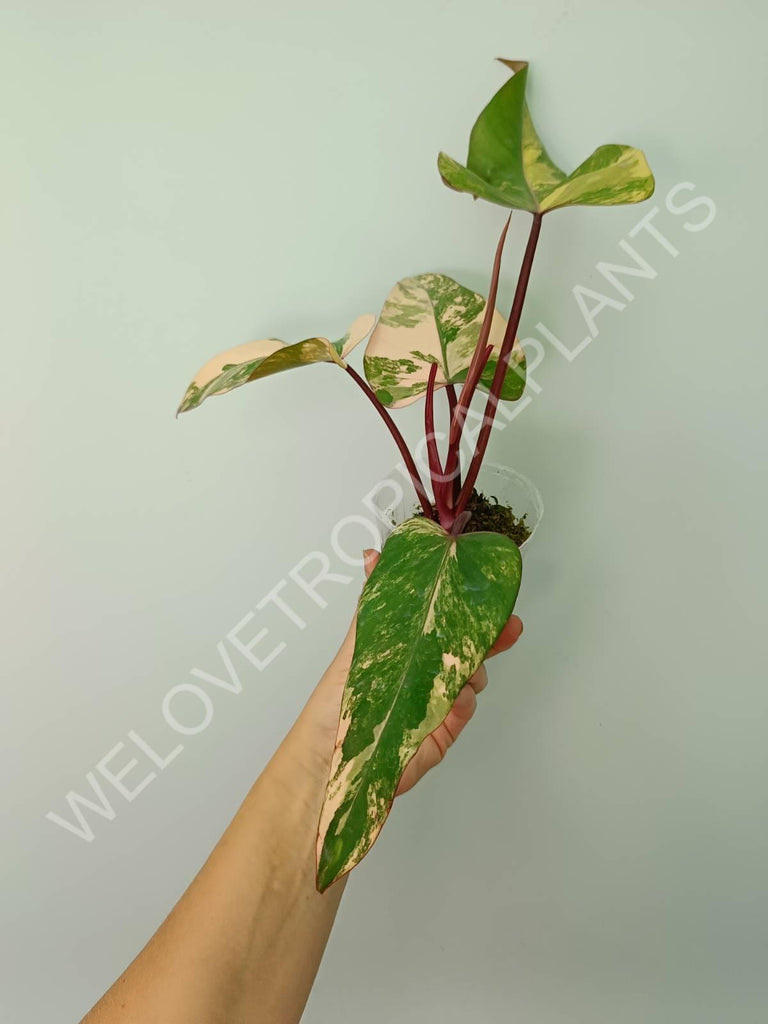 Philodendron strawberry shake variegata