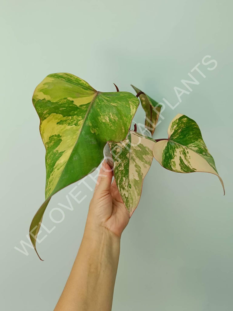 Philodendron strawberry shake variegata