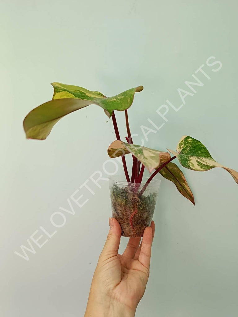 Philodendron strawberry shake variegata