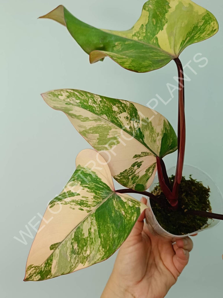 Philodendron strawberry shake variegata