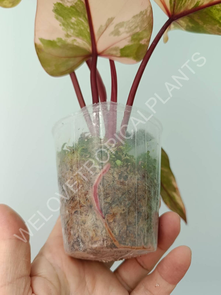 Philodendron strawberry shake variegata