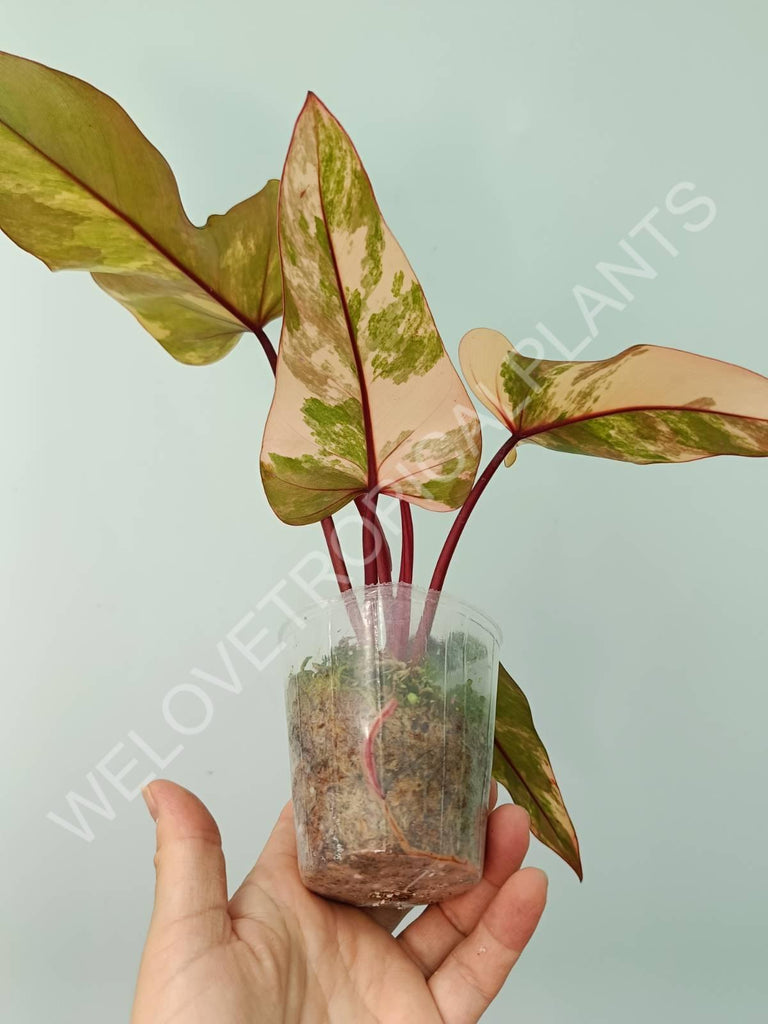 Philodendron strawberry shake variegata