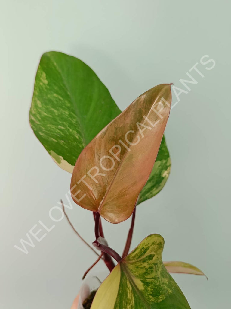 Philodendron strawberry shake variegata