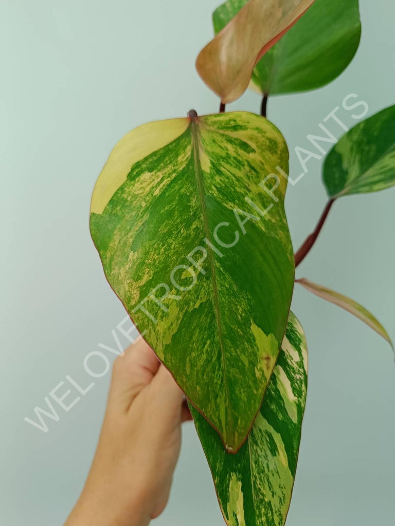 Philodendron strawberry shake variegata