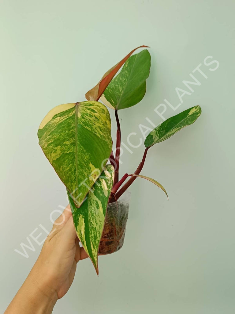 Philodendron strawberry shake variegata